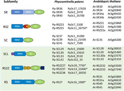 Current Challenges in Studying Alternative Splicing in Plants: The Case of Physcomitrella patens SR Proteins